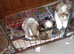 Pure Bred Shih Tsu boy puppies