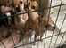 Chihuahuajack puppies for sale