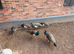 Lots of peahens and peacocks ready to go to new homes.