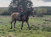 15.2hh Bay allrounder mare