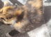 Rosie need's a forever home
