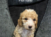Gorgeous Cockapoo Puppies - Ready Thursday 8th October