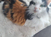 tortoiseshell kittens