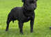 Highest & most titled stud in Uk blue gene