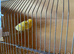 Pair of fife canary’s
