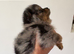 Blue Merle Pomerianian Tiny Toy Breed