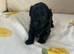 Gorgeous f1 Shih poo puppies