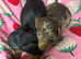 Mini dachshund puppies
