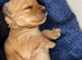 Toy poodle puppies