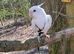 Cockatiel