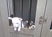Chihuahua puppy's