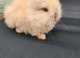 Purebred doublemane lionhead babies ready now