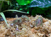 Chaco Horned Frogs (Chacophrys pierottii) at Birmingham Reptiles