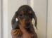 Miniature dachshund
