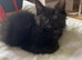 Female fluffy friendly black kitten