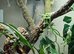 Breeding trio Tokay Geckos