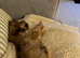 Shih Tzu girl for sale