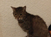 Male cat to rehome asap