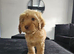 Beautiful Cockapoo puppies