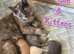 Kittens looking for forever homes