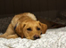 Beautiful month KC male labrador.