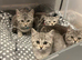 Beautiful mixed breed kittens