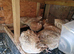 italian coturnix sparkly quails - jumbo