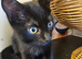 Playful black kittens are looking for new home