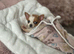 Chihuahua puppy
