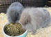 Lop bunnies for sale