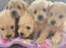 Beautiful westiepoo puppies