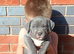 Blue staffy pups
