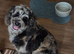 Miniture mearl poodle
