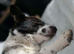 Bertie is looking for his forever