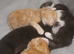 Kittens x 4
