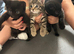 3 female kittens for sale