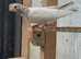 Pigeons
