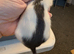 Dumbo/standard mix baby rats