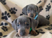 Gorgeous miniature sausages
