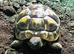 Baby Hermann Tortoises for sale