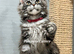 TICA registration Maine coon kittens Ready Now