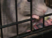 2 friendly rats