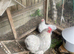 Pekin bantam