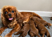 Cavapoo pups ready to leave 20th August