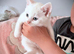 1 female 1 male kitten left!