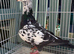 Racing pigeons