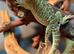 Bearded dragon baby's