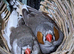 Hen Zebra Finches