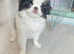 Beautiful Japanese Chin puppies