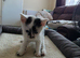 Reduced price Beautiful kittens